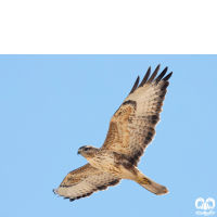 گونه سارگپه استپی Common Buzzard